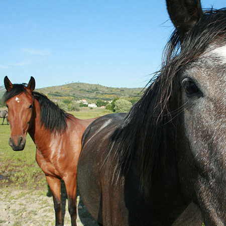 East Coast Equine Veterinary Service, LLC.