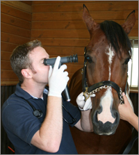 East Coast Equine Veterinary Service, LLC.