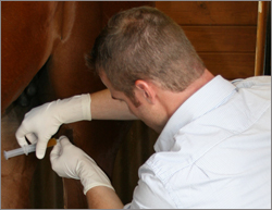 East Coast Equine Veterinary Service, LLC.