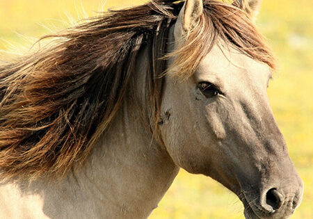 East Coast Equine Veterinary Service, LLC.